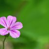 Geranium robertianum