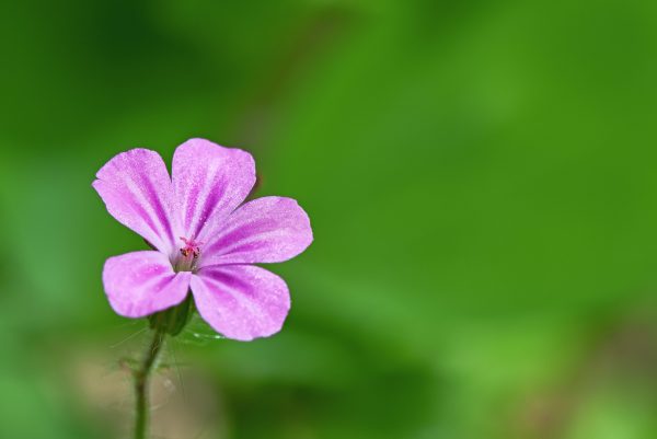 Geranium robertianum