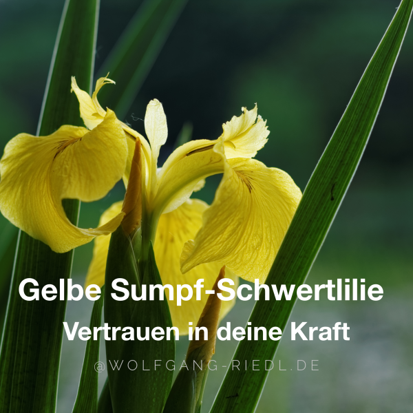 Gelbe Sumpf-Schwertlilie – Vertrauen in deine Kraft
