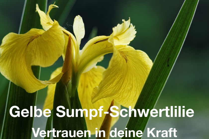 Gelbe Sumpf-Schwertlilie Blütenessenz – Vertrauen in deine Kraft