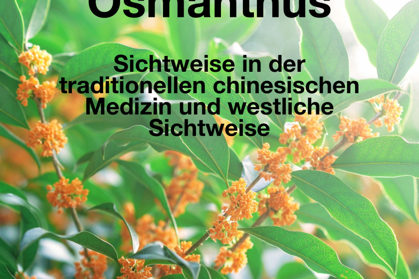 Osmanthus – Das ätherische Öl der mutigen Anfänge – Sichtweise in der traditionellen chinesischen Medizin und westliche Sichtweise