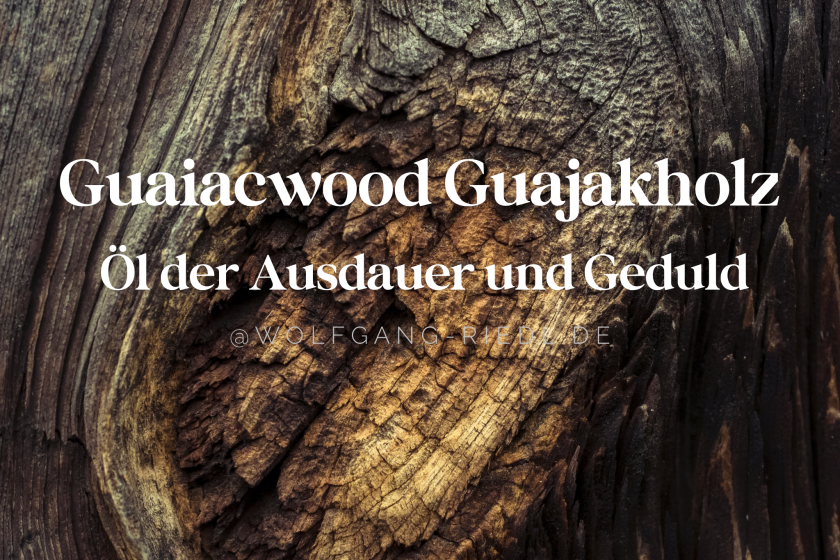 Guaiacwood Guajakholz – Öl der Ausdauer und Geduld