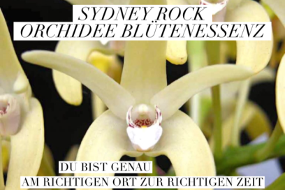 Du bist genau am richtigen Ort zur richtigen Zeit – Sydney Rock Orchidee Blütenessenz