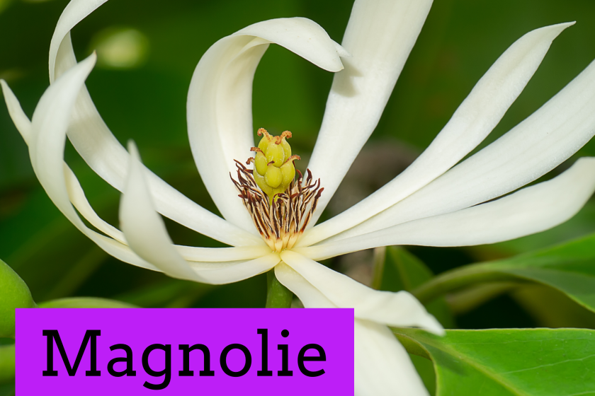 Ätherisches Öl Magnolie – Öl des mütterlichen Mitgefühls