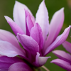 Purpur-Magnolie ‚Susan‘ Blütenessenz 4