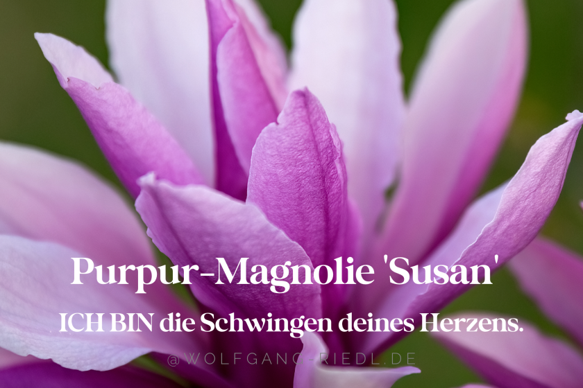 Blütenessenz Purpur-Magnolie ‚Susan‘ – die sanfteste Heilung deines Herzens –