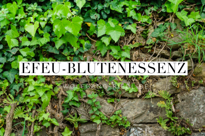 Efeu-Blütenessenz – Widerstandsfähigkeit, tiefe Verwurzelung, Klärung von Beziehungen