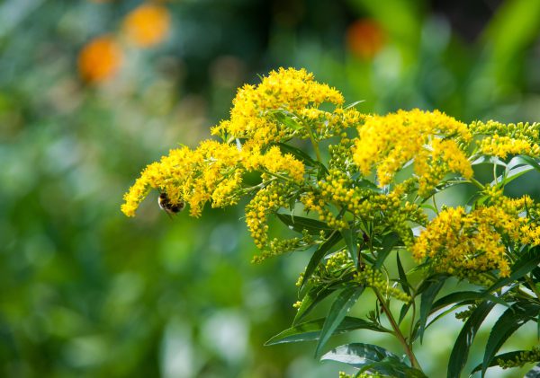 Background, Goldenrod flower or Solidago Canadensis, honey plant