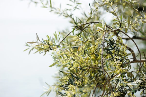Blossoming olive tree
