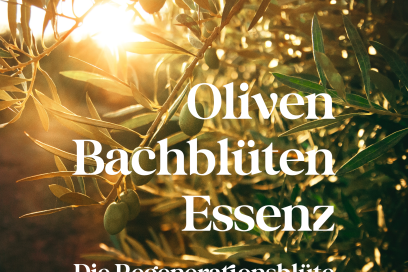 Oliven Bachblüten Essenz – Die Regenerationsblüte