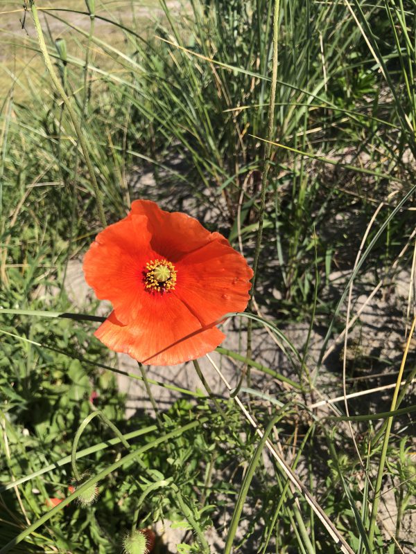 Klatschmohn Blütenessenz 1