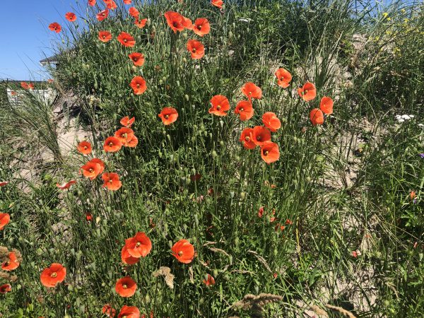 Klatschmohn Blütenessenz 2