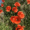 Klatschmohn Blütenessenz 3