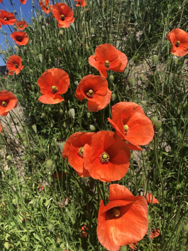 Klatschmohn Blütenessenz 3