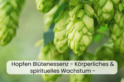 Hopfen Blütenessenz – Körperliches und spirituelles Wachstum