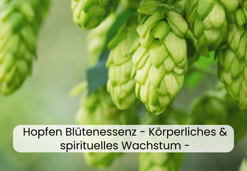 Hopfen Blütenessenz – Körperliches und spirituelles Wachstum