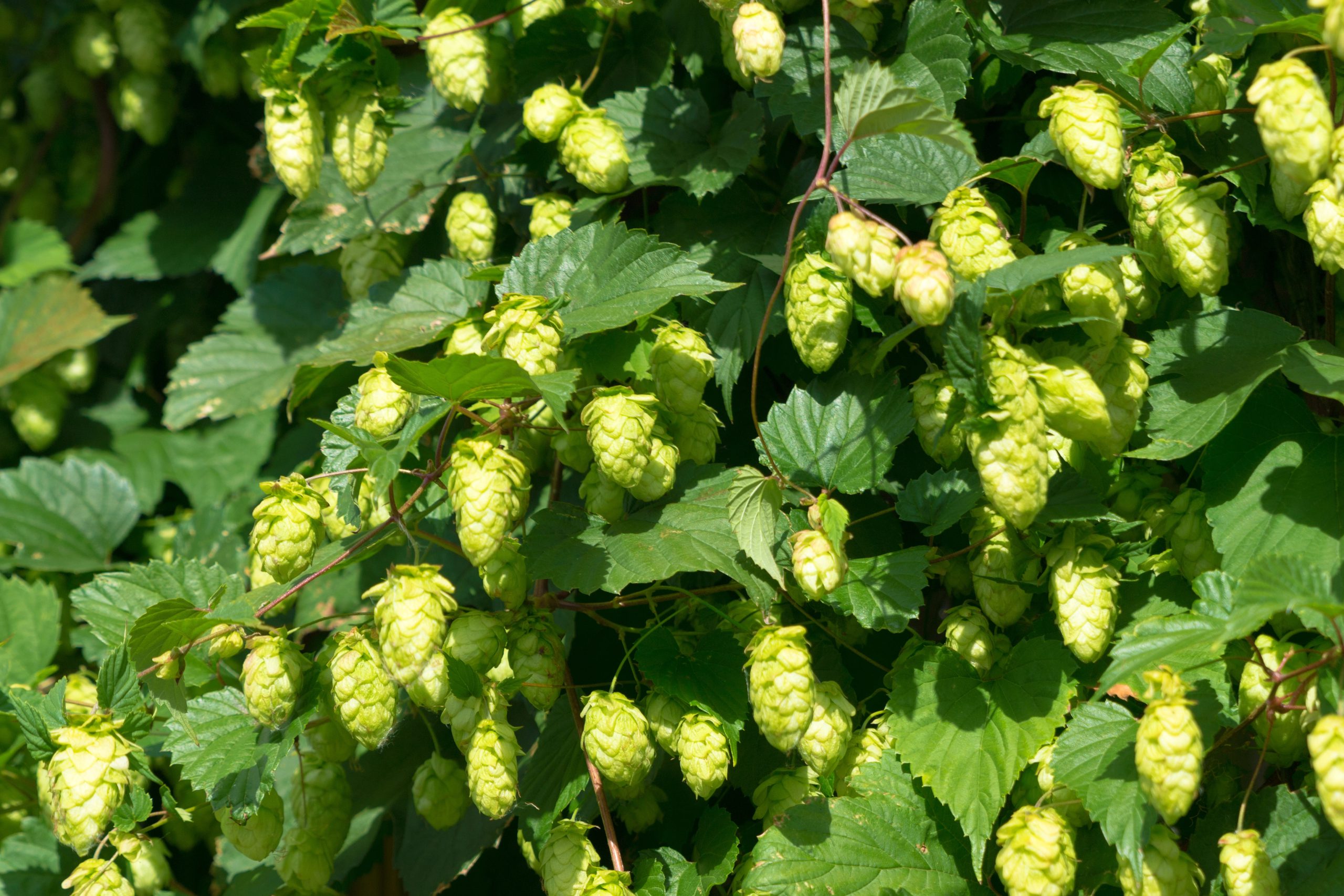 Hopfen 1