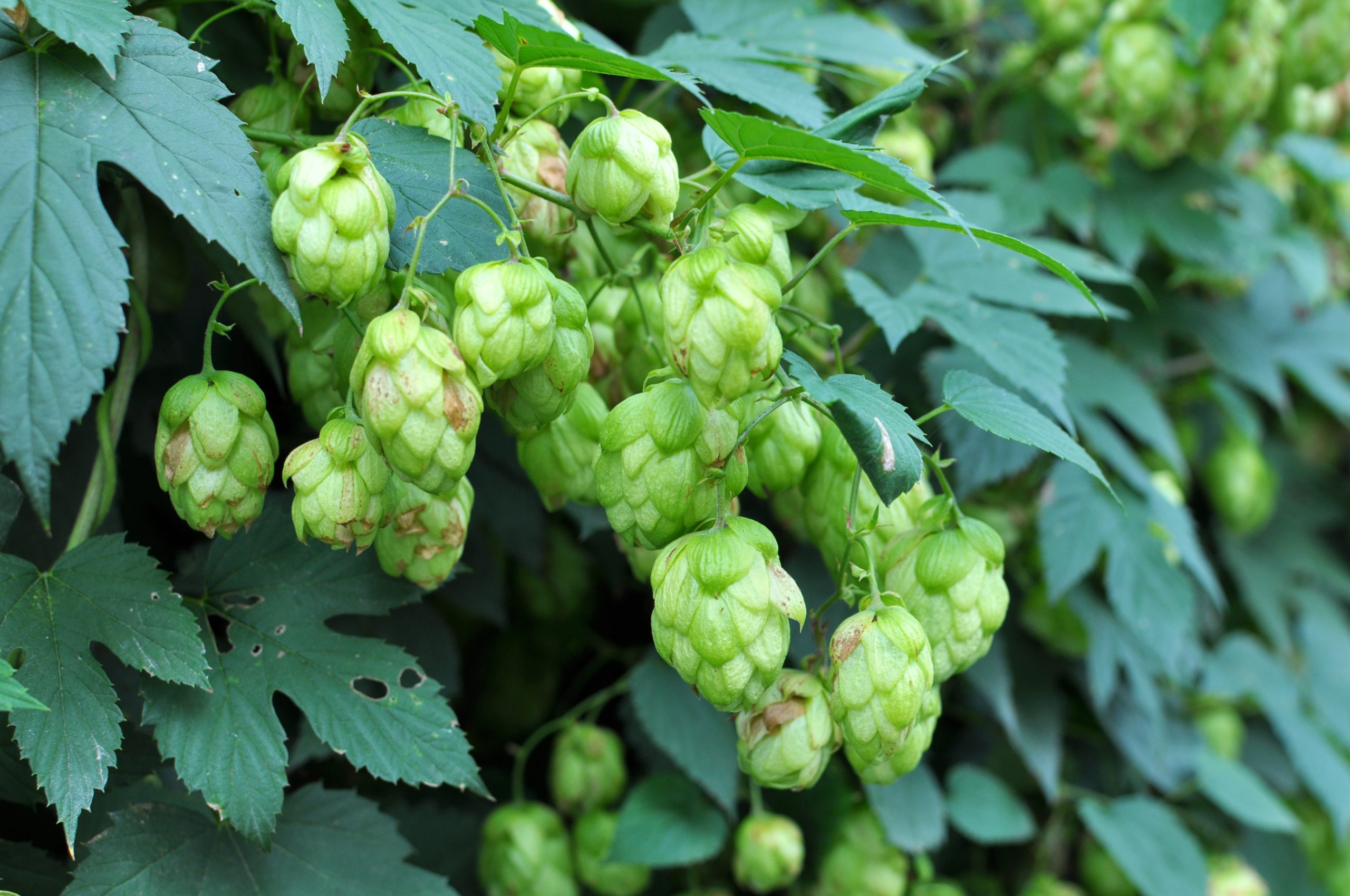 On the stem of the plant cones of hops