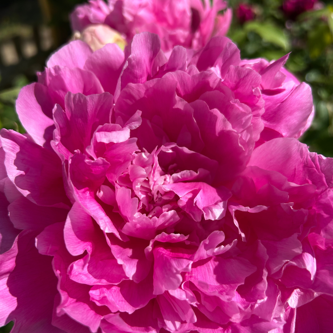 Pfingsrose 1