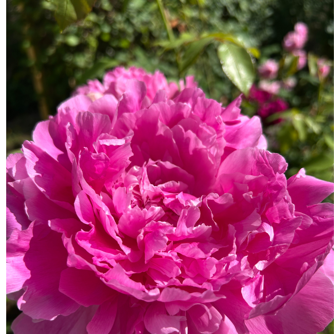 Pfingsrose 3