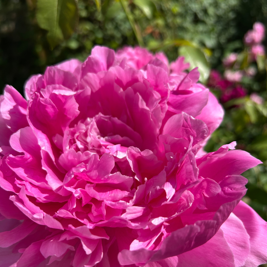 Pfingsrose 4