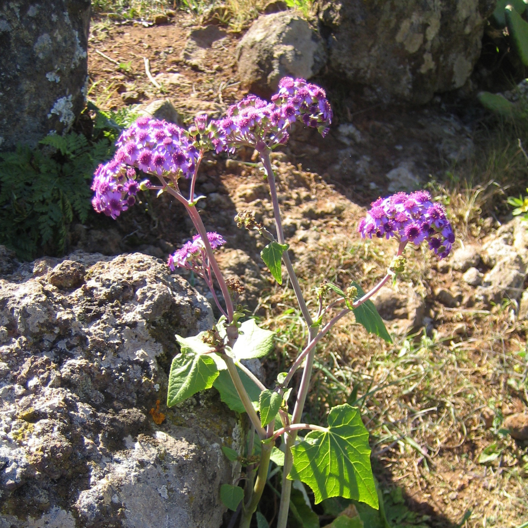 Maiblume
