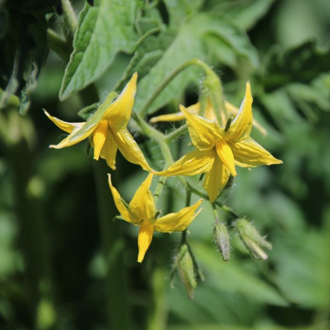 Tomatenblüte 2