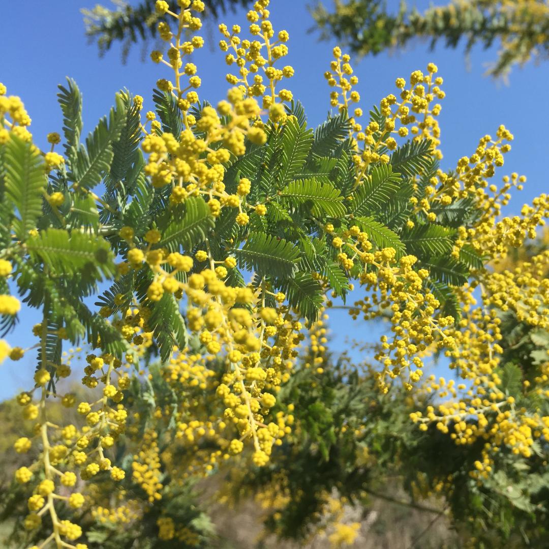 Karoo Akazie Blütenessenz - verwurzelt + klar