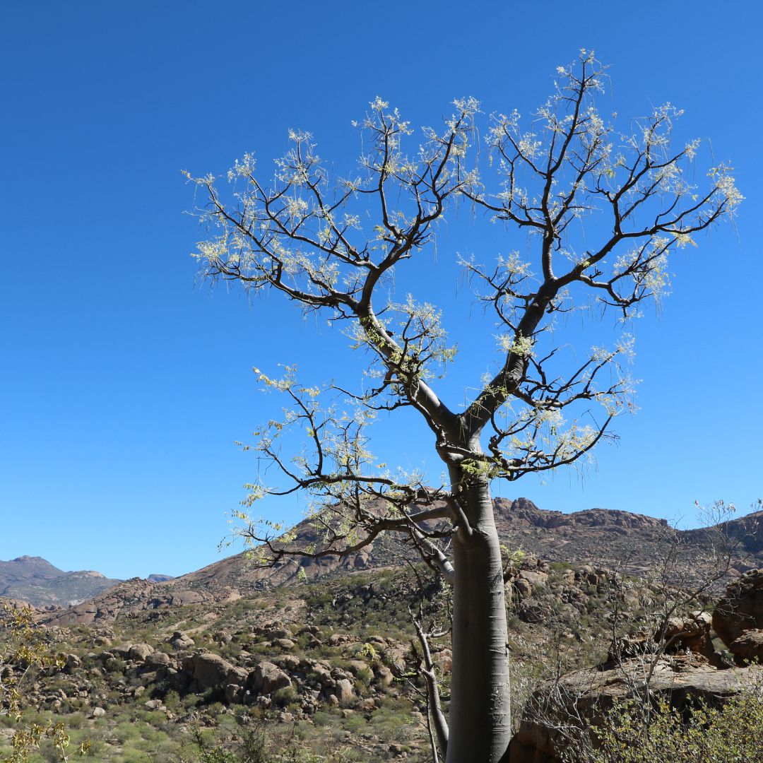 2. Moringa Baum