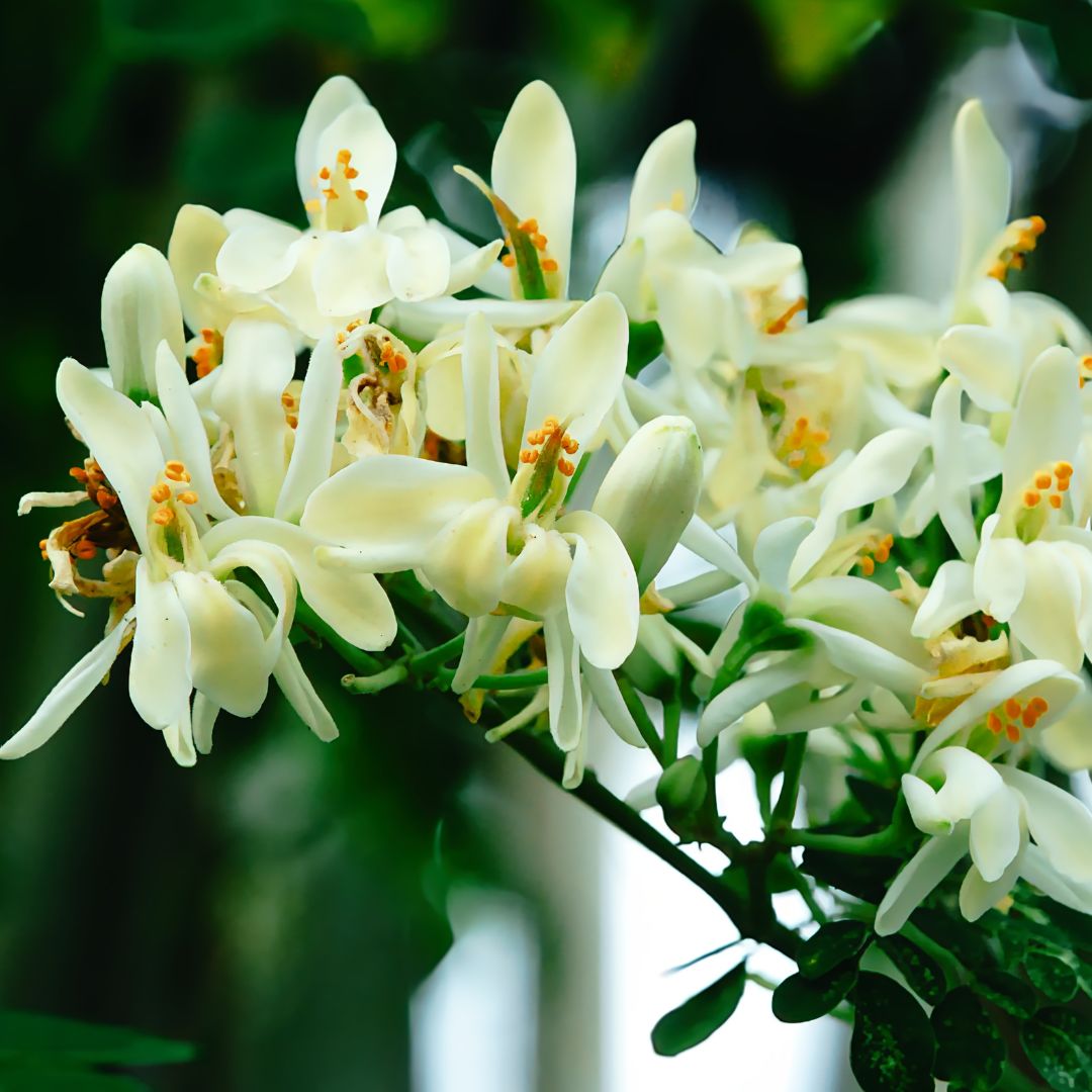 2. Moringa Blüte