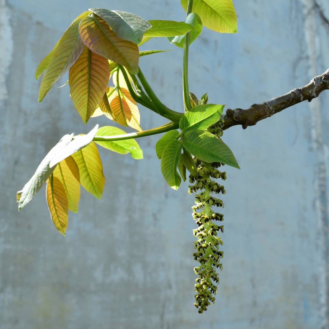 NEF Walnut Blütenessenz - Neubeginn