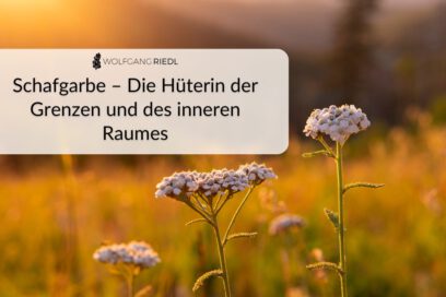 Schafgarbe – Die Hüterin der Grenzen und des inneren Raumes