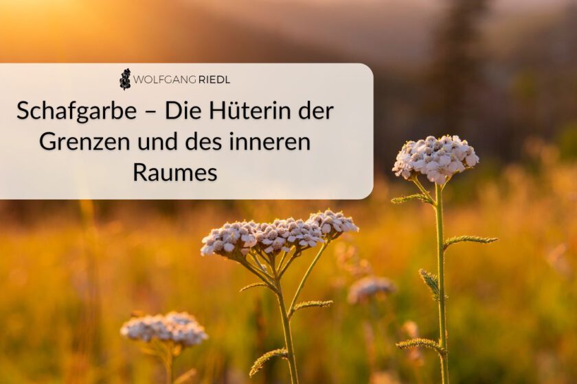 Schafgarbe – Die Hüterin der Grenzen und des inneren Raumes